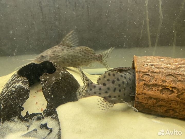 Сом синодонтис