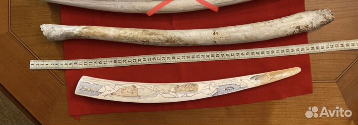 Реплика бивня