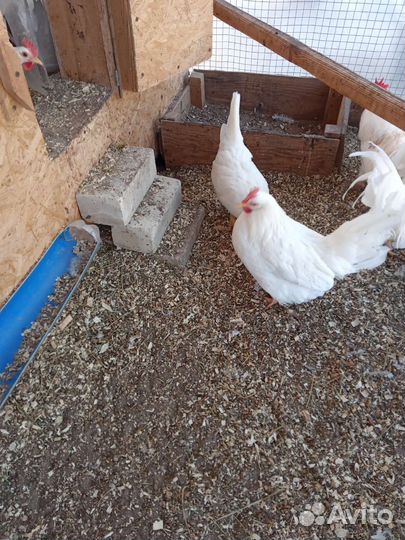 Инкубационное яйцо породной птицы