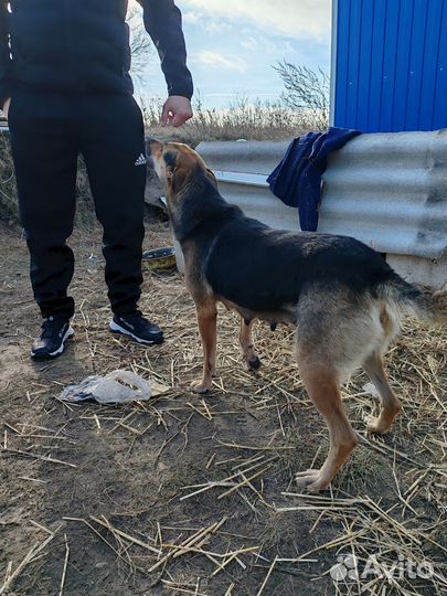 Собака в добрые руки