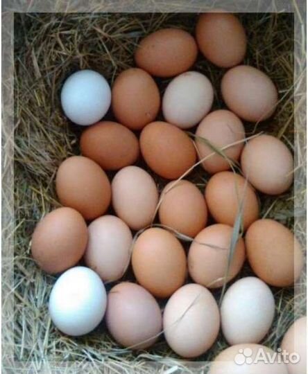 Домашние куриные яйца