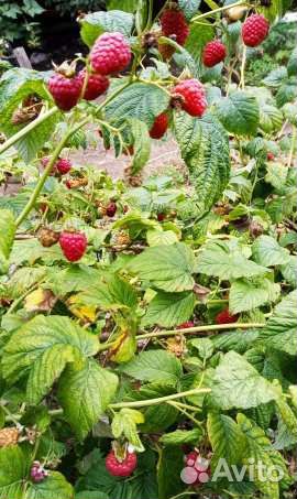 Малина,ягода