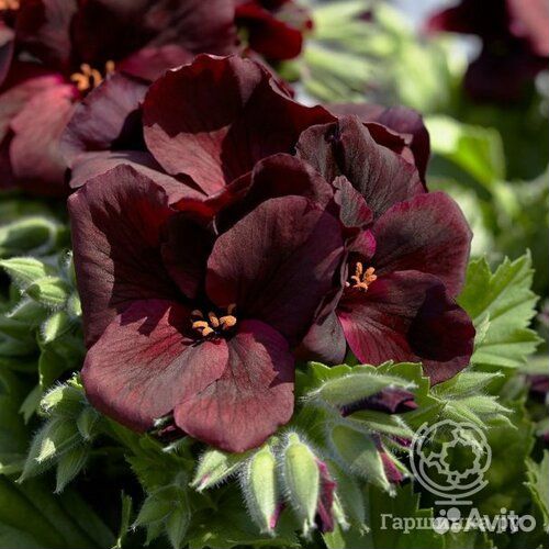 Продам герань пеларгония королевская