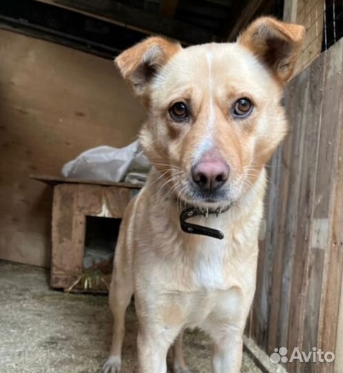 Взрослая душевная собака Рейси ищет дом