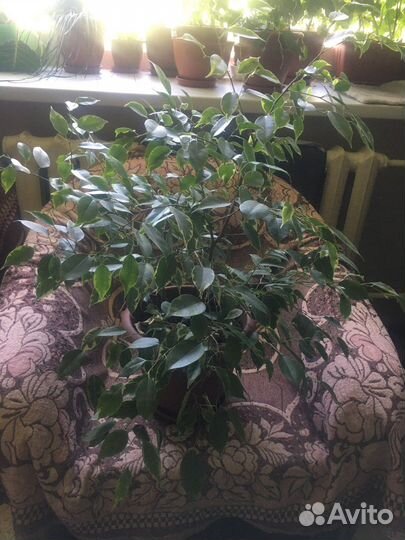 Фикус бенджамина пестролистный