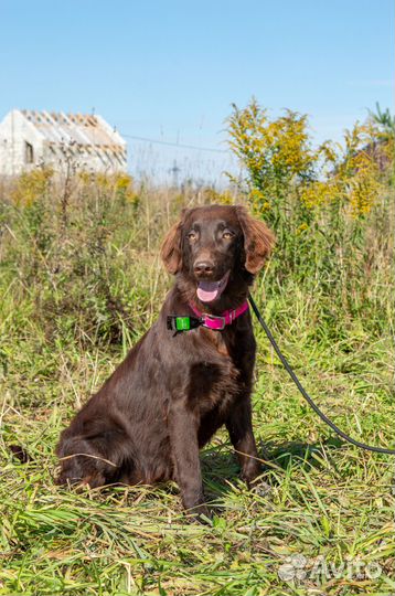 Прямошерстный ретривер