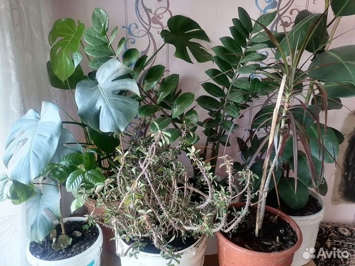 Комнатные растения