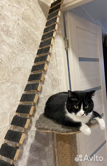 Лесница когтеточка