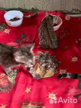 Бенгальский котенок