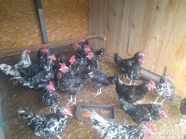 Петушки Австролорп 5 месяцев