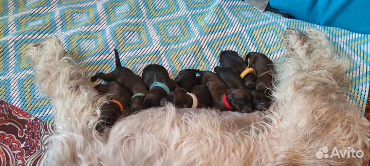 Щенки пшеничного терьера