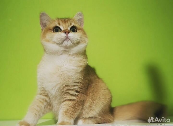 Британские котята