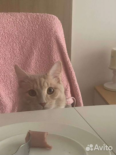 Кот в добрые руки