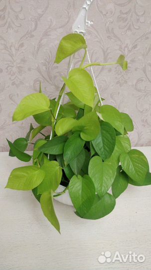 Сциндаптус неон