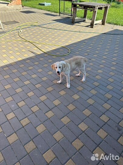 Собака в добрые руки