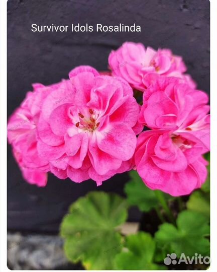 Укорененные черенки сортовых пеларгоний