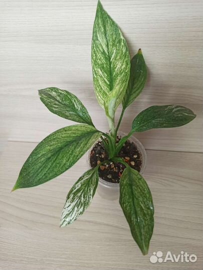 Спатифиллум канифоль