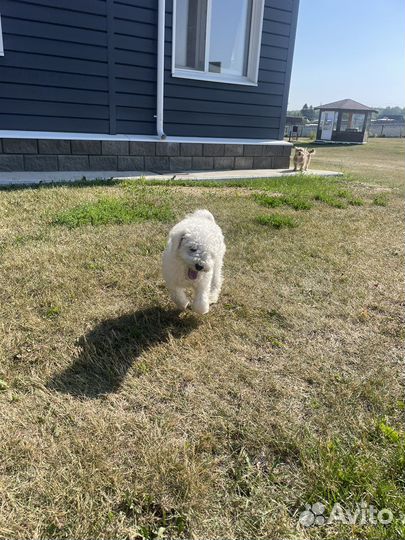 Щенки бишон фризе