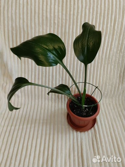 Домашние растения