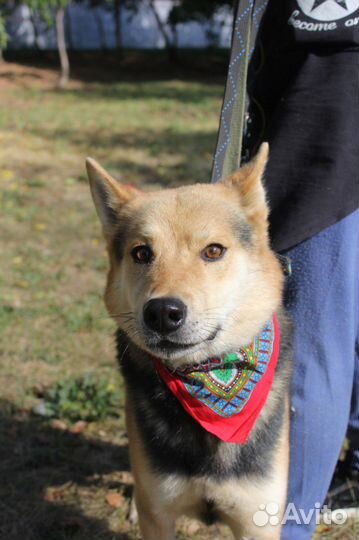 Бывшедомашний пес Феникс в добрый дом