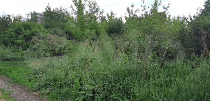 Участок 12,5 сот. (СНТ, ДНП)