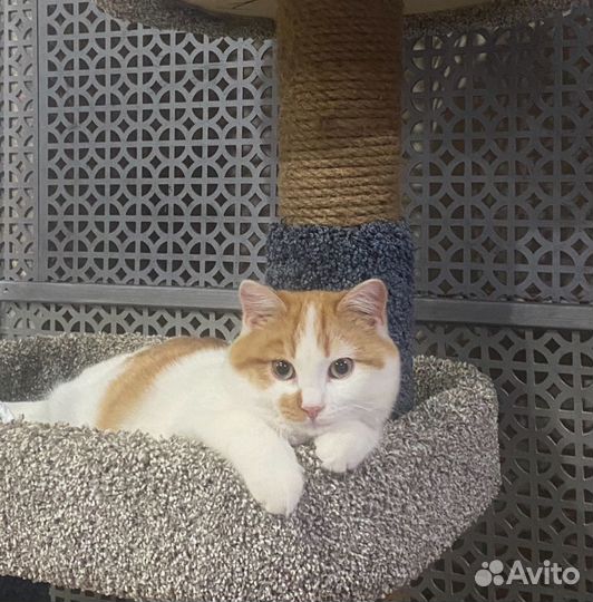 Котик Степашка