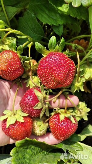 Редкие растения для сада