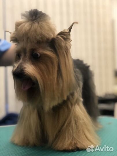 Стрижка домашних животных, ателье-магазин