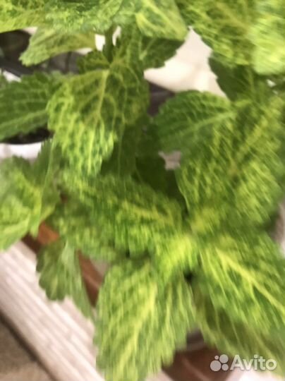 Комнатные цветы