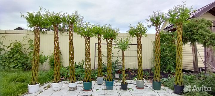 Живые плетёные деревья Ивы