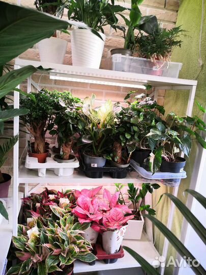 Комнатные цветы растения озеленение