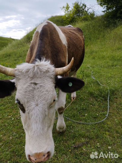 Корова дойная с теленком