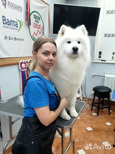 Стрижка собак. Грумер. Мичуринск