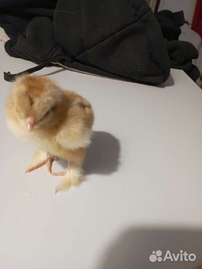 Цыплята брама