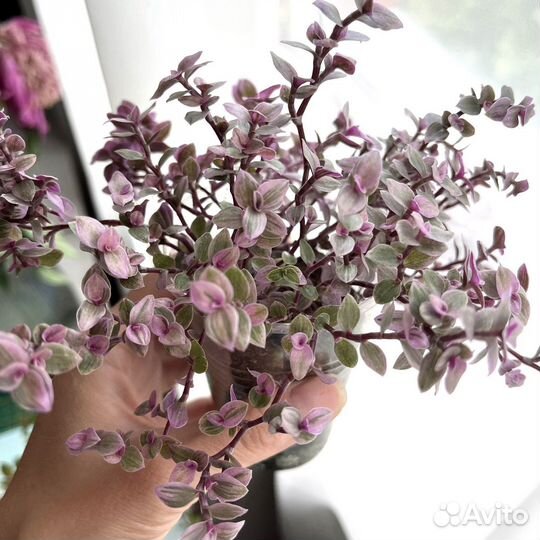 Каллизия крибо