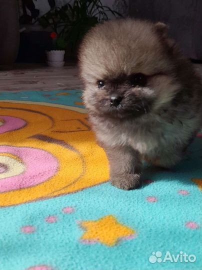 Померанский шпиц