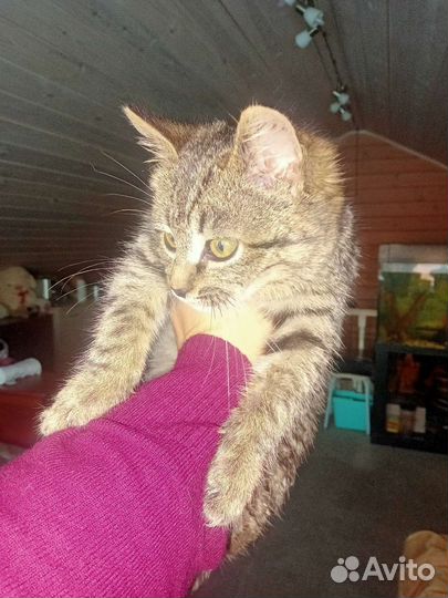 Котенок девочка