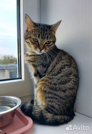 Кошка красавица, нужен дом