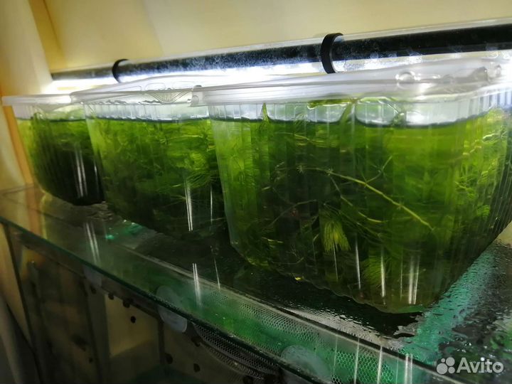 Рыбки гуппи. Роголистник. Сомики анциструсы