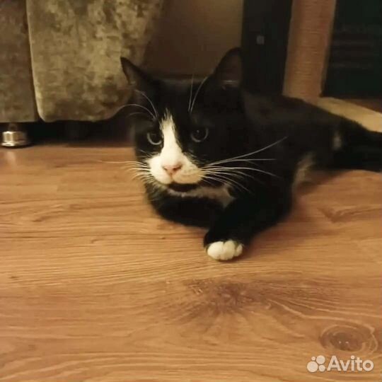 Молодая кошка