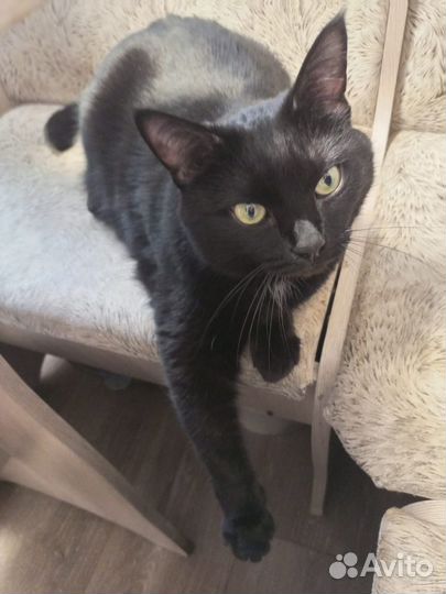 Кошка