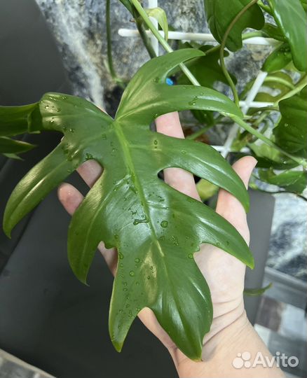 Филодендрон Майо