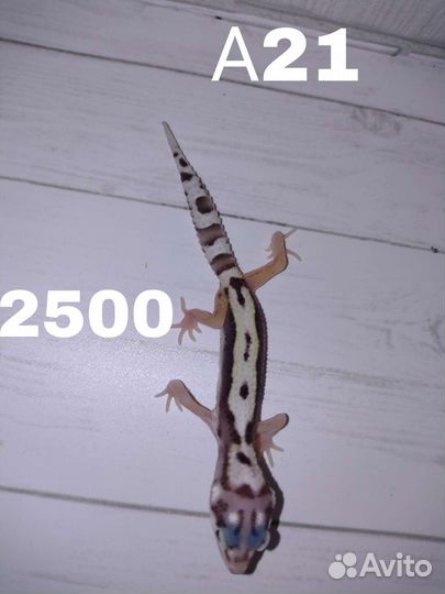 Эублефары, леопардовый геккон, ящерица