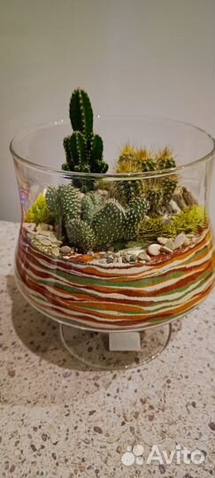 Флорариум с кактусами