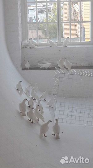 Голуби на выпускные, венчание, свадьбы