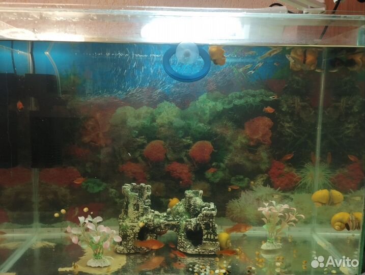 Аквариум с рыбками