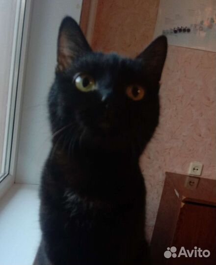 Кошка в дар бесплатно