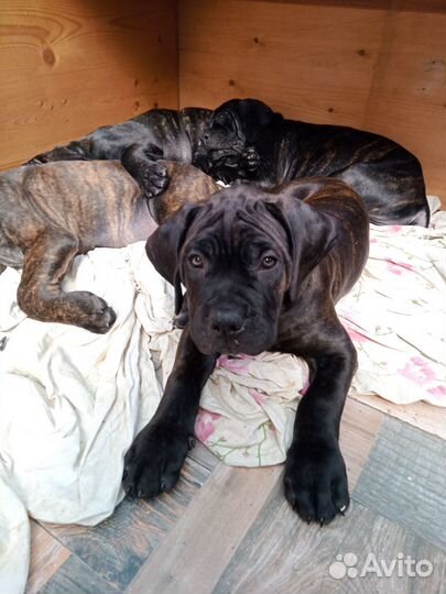 Щенки Кане-корсо