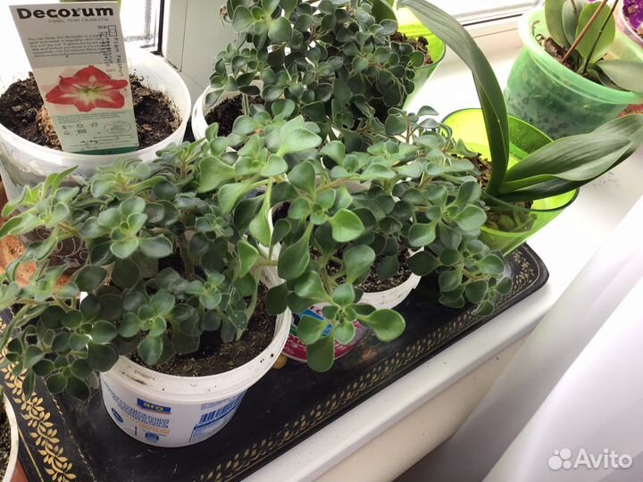 Аихризон -дерево любви, «копеечное дерево»