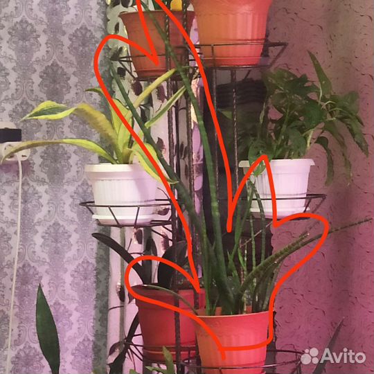 Сансевьерии 2